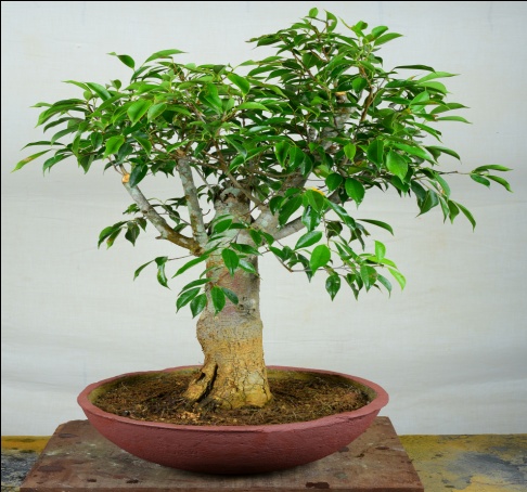 Baobab